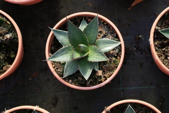 agave 4.JPG