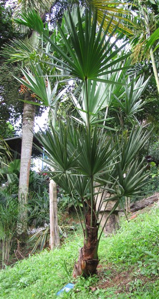 Le  Serenoa repens sylver a fait un bond vers le ciel!.jpg