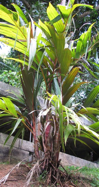 L'Areca vestaria maroon un peu trop exposé au vent!.jpg