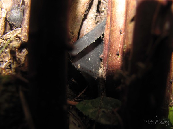voici le pot dans les racines du Ptychosperma elegans vue en macrographie..jpg