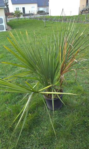 Sabal