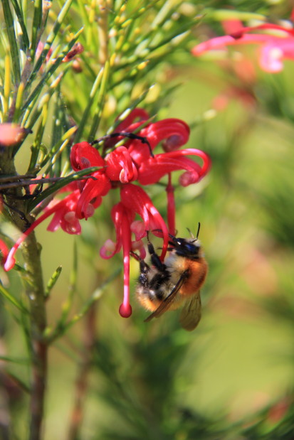 Grevillea juniperana 3 20140317_9984_1.JPG
