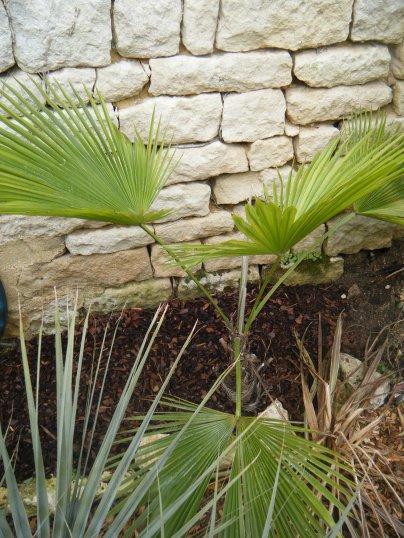 DSCF1775.JPG