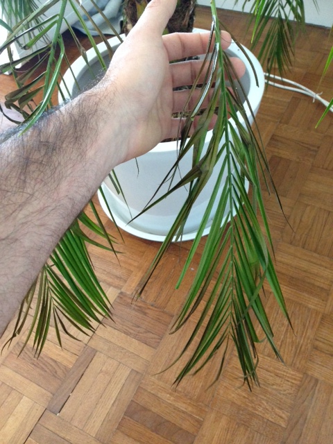 Palme sèche