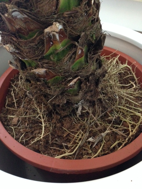 Pot phoenix de droite