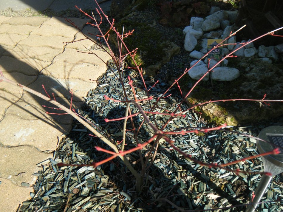 DSCF1806.JPG