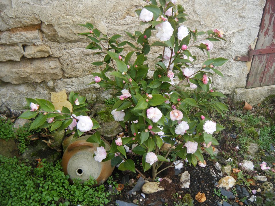 DSCF1781.JPG