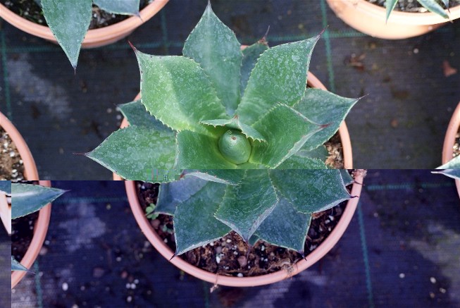 agave 5.JPG