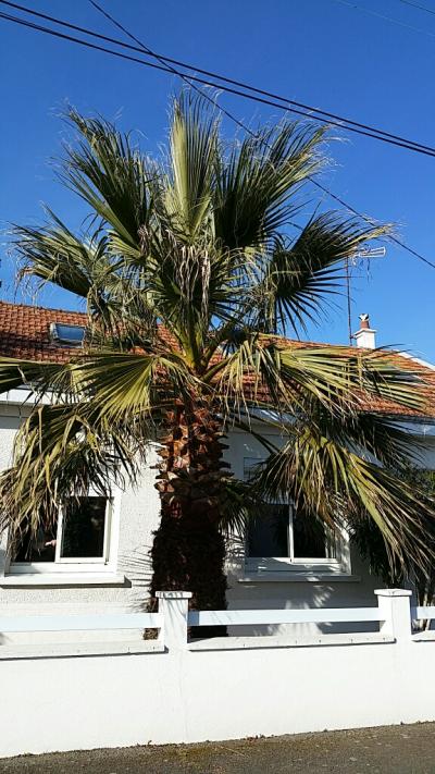 Washingtonia St Herblain mars 2015 2.jpg