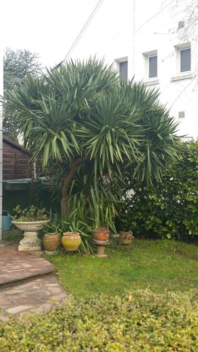 yucca gloriosa Nantes mars 2015.jpg