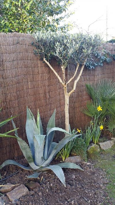 Jardin Nantes mars 2015 5.jpg