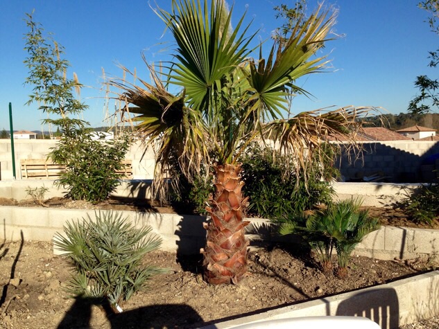 Premices du coin tropical, avec cycas, robusta et chamaerops humilis cerifera