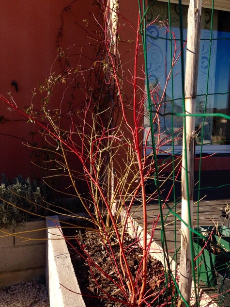 Cornus midwinter fire et cornus flaviramea