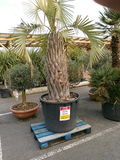 butia réduite.jpg
