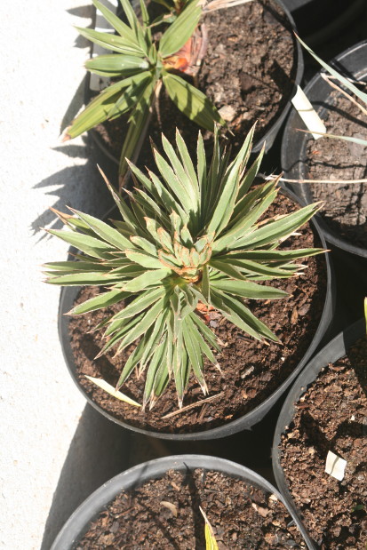 Trithrinax campestris PALMARIS 1 20100727_0278_1.JPG