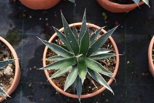 agave 7.JPG