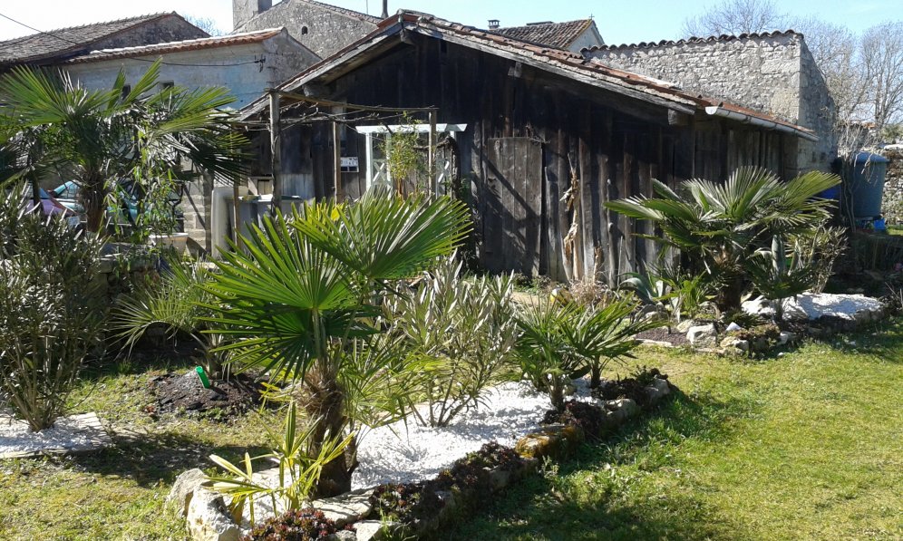 11  trachycarpus fortunei ici,dans cette partie.