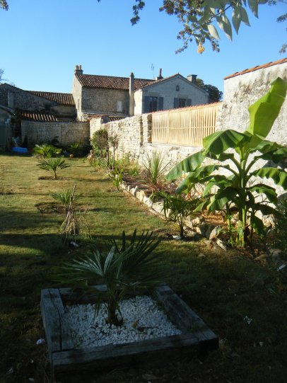 9 trachycarpus fortunei ici dans l'allée Ouest.