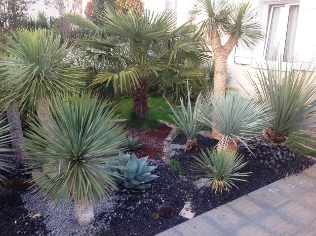 yucca.JPG