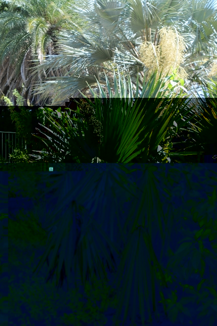 Sabal minor 1.JPG
