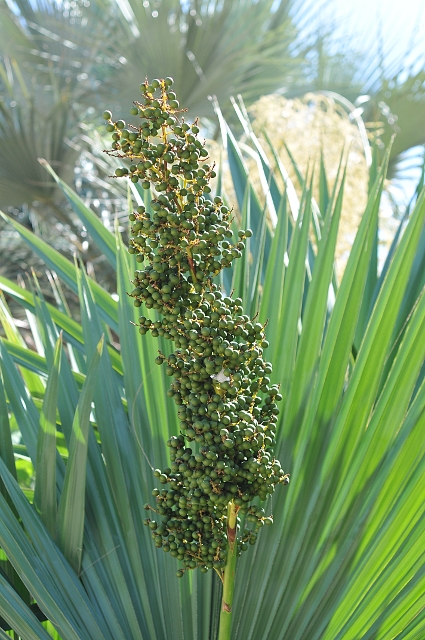 Sabal minor 2.JPG