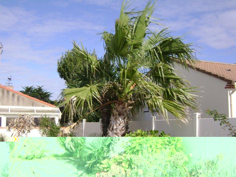 Washsingtonia robusta cÃ´tier 44770 La Plaine sur mer.jpg
