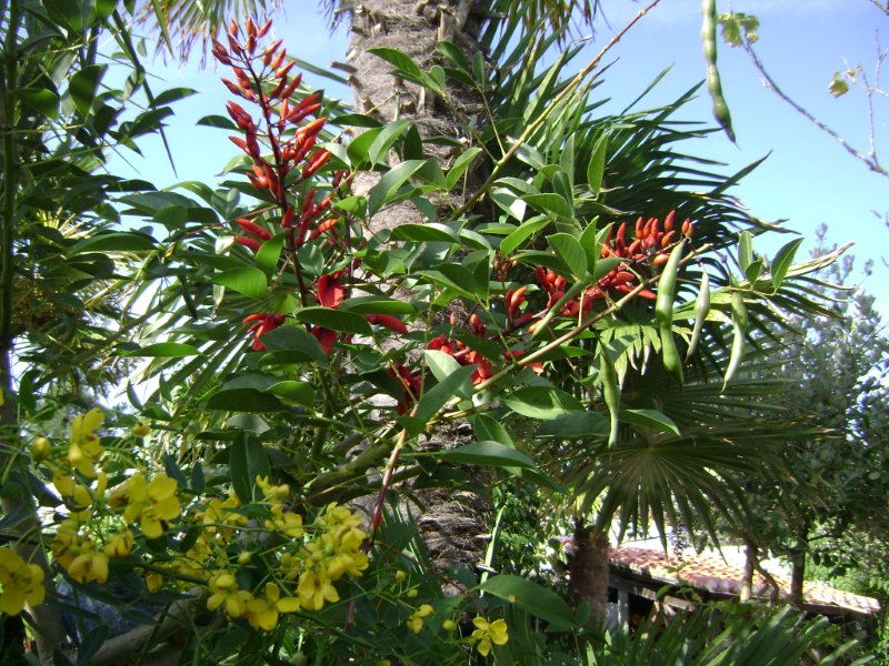 2 eme floraison Erythrine Ã  la  mi- octobre.jpg