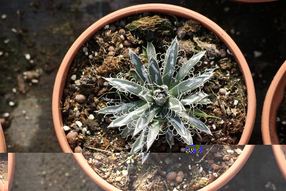 agave 8.JPG