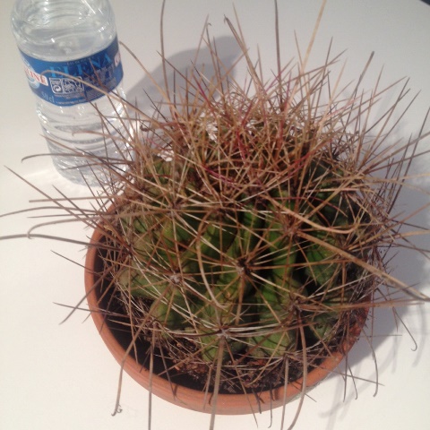 ferocactus hamatacanthus.jpg