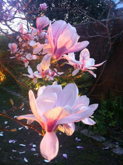 Magnolia mars 2015.jpg
