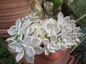 Graptopelanum Paraguayense.JPG