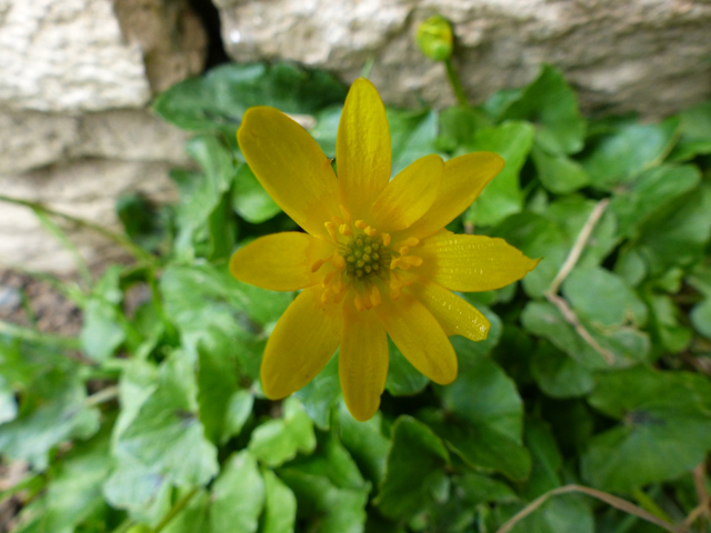 petite fleur de printemps