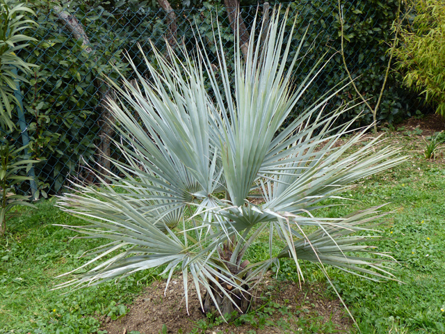 B.armata