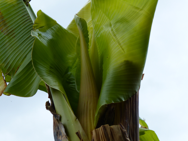 P1020840fh.jpg