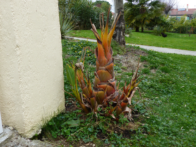 P1020834fh.jpg