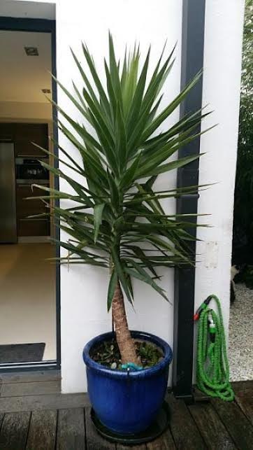 Yucca aloïfolia mars 2015.jpg