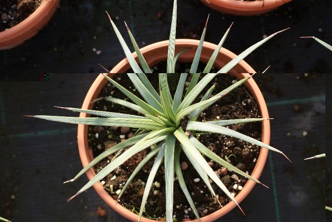 agave 9.JPG