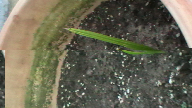 IMGA0823.JPG