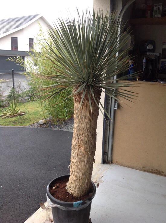 Yucca rostrata 60-80 cm de tronc