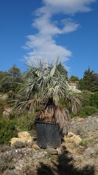 Clara, une beauté volcanique