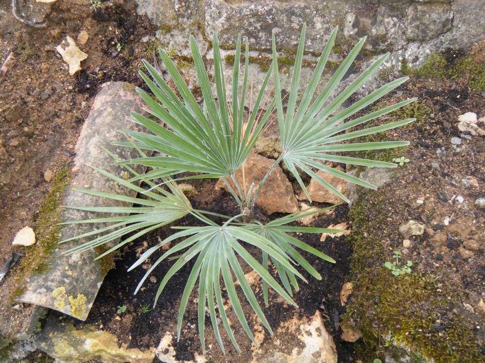 Trachycarpus blue princeps