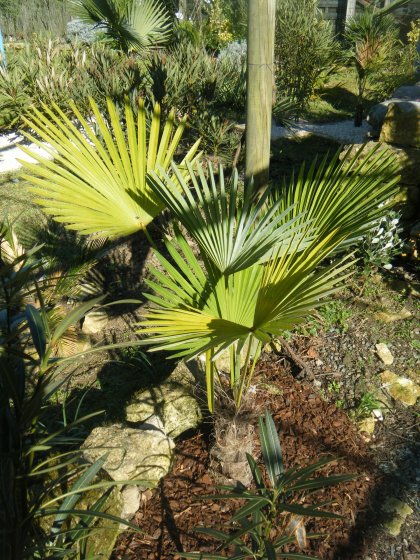 trachycarpus Wagnerianus