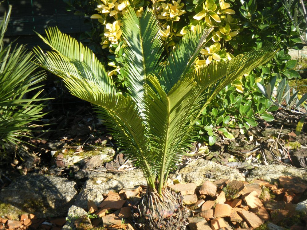 Cycas Révoluta