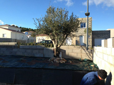 Arrivée de mon olivier, le premier arbre du jardin
