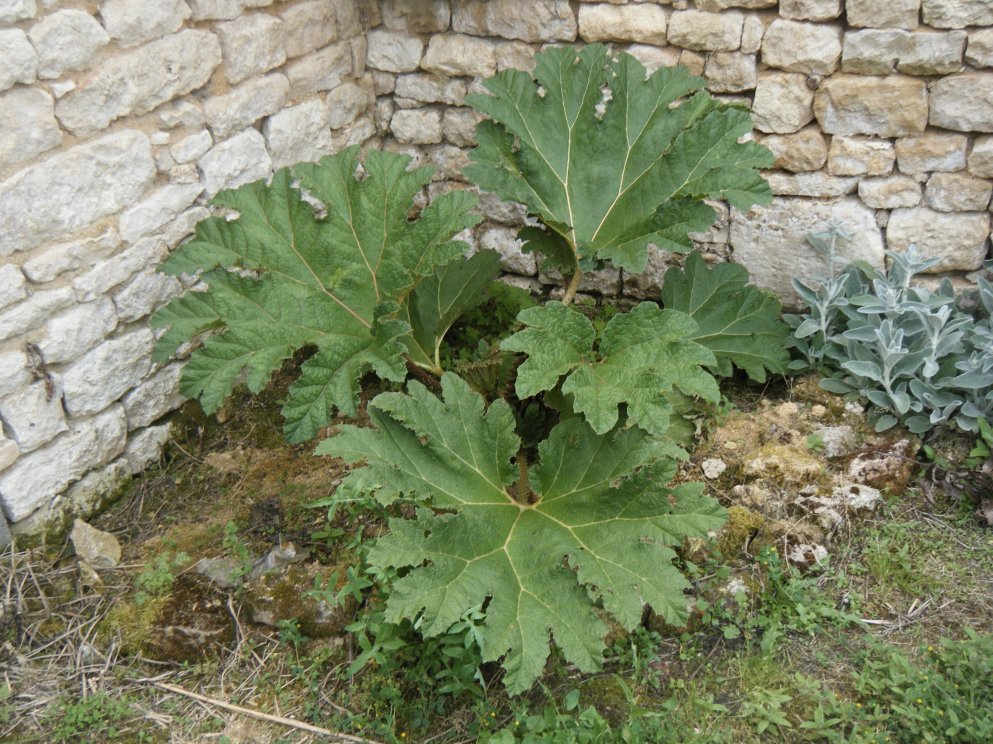 Son ancien emplacement,été 2014