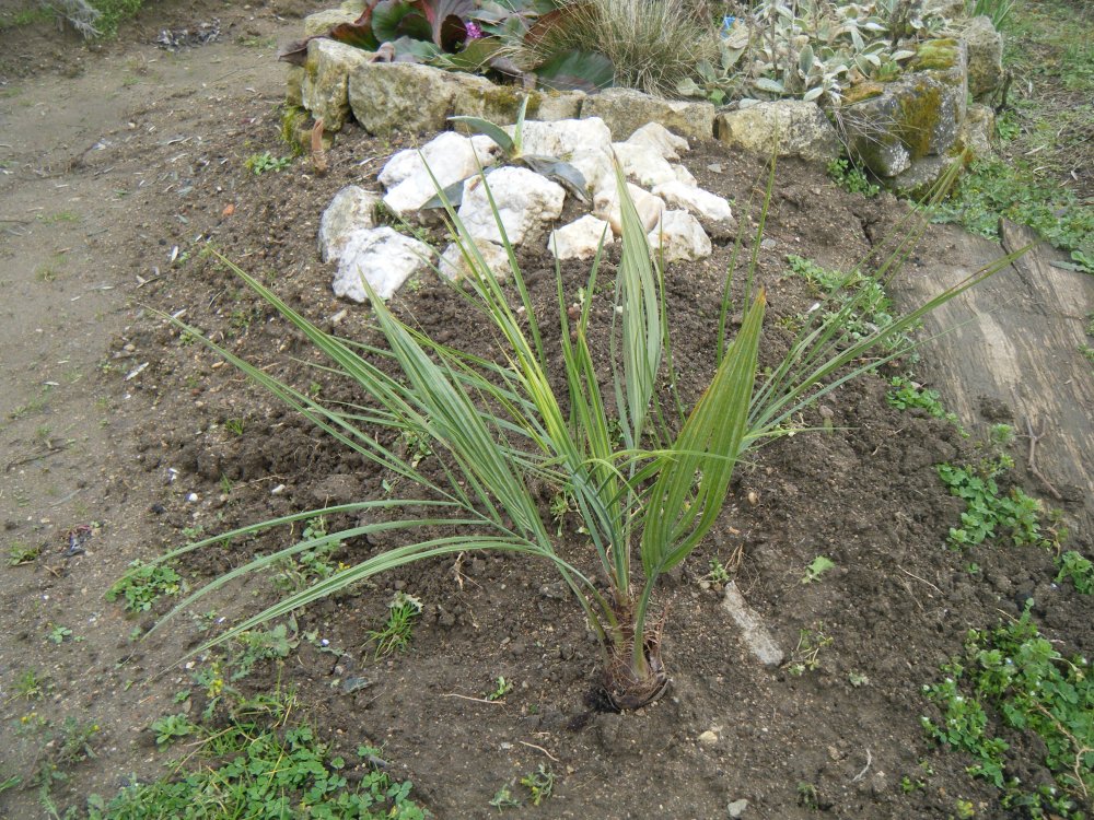 Butia ériospatha