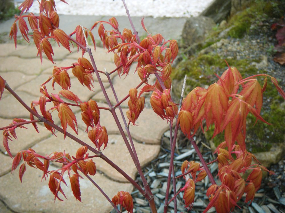 Acer Orange dream
