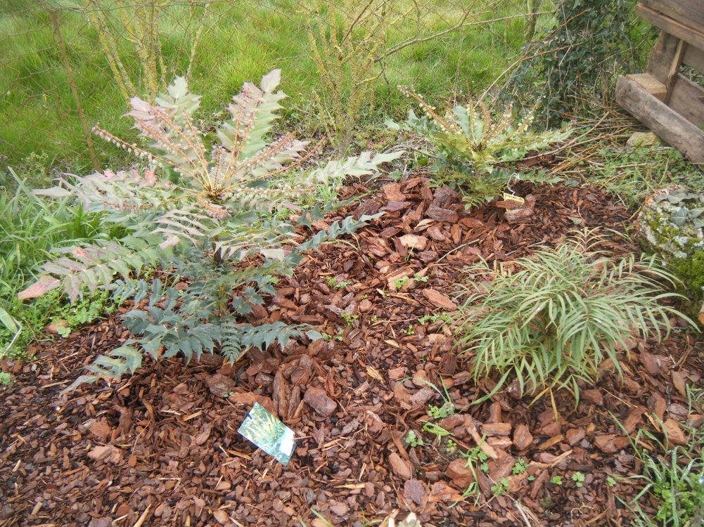 Parterre de mahonia