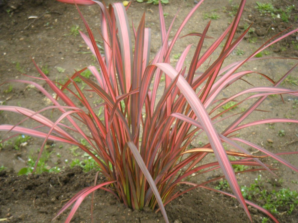 Phormium Tenax Evening glow