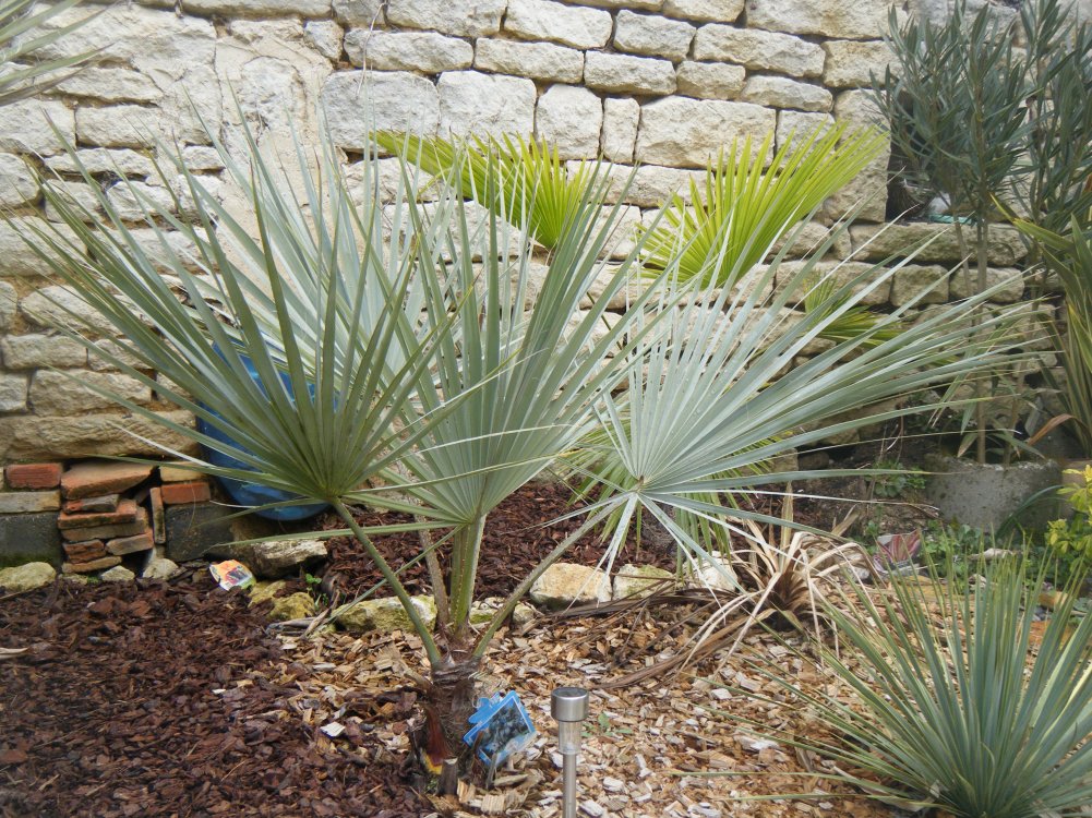 Mon chouchou bien sûr,et le Martianus derrière.Ma pauvre cordyline sunrise est dead,à moins que,mais j'y crois pas beaucoup